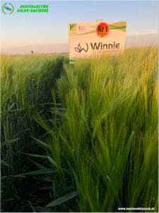 plony 2024 8 Gospodarstwo Rolno-Nasienne Andrzej Kiryczuk