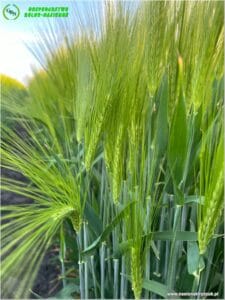 plony 2024 9 Gospodarstwo Rolno-Nasienne Andrzej Kiryczuk