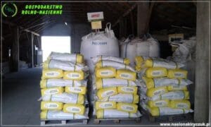 nasiona kiryczuk Gospodarstwo Rolno-Nasienne Andrzej Kiryczuk